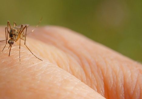 dengue fever