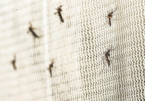 zika virus